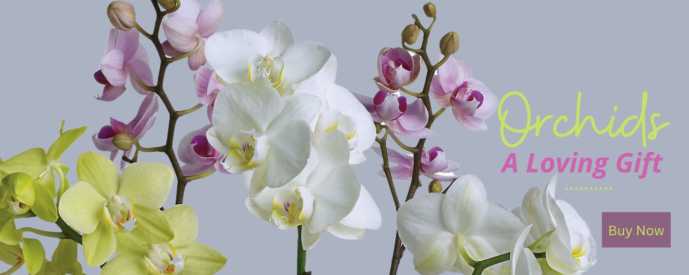 Flower Delivery to Mission Viejo by Conroy's Florist & Flower Delivery